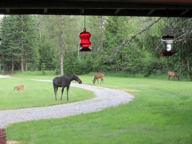 Name:  Deer Elk Moose.jpg
Views: 154
Size:  59.9 KB