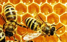 Name:  Bees.jpg
Views: 152
Size:  15.5 KB