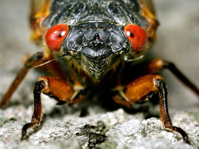 Name:  ss-130410-cicada-invasion-tease.jpg
Views: 106
Size:  69.8 KB