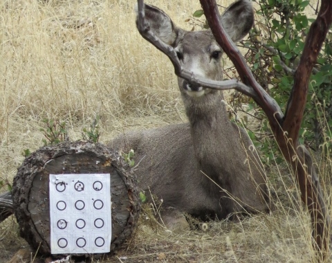 Name:  Deer and Target (3).jpg
Views: 110
Size:  177.8 KB