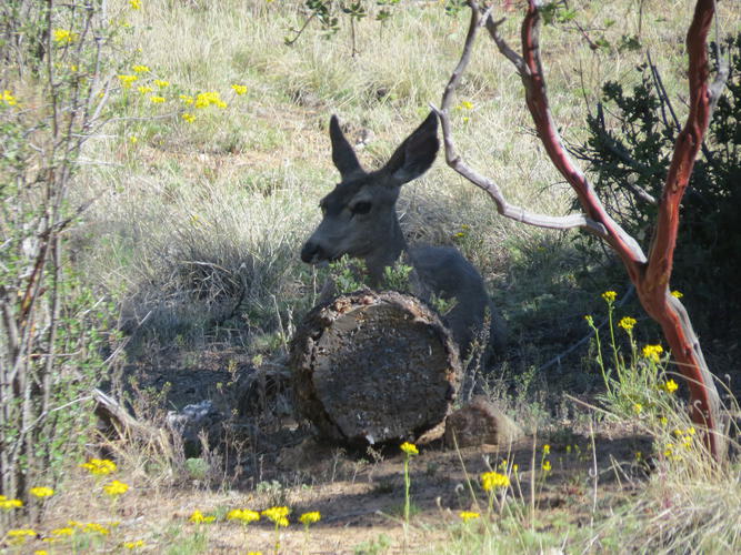 Name:  Deer on the range (8).jpg
Views: 118
Size:  92.5 KB