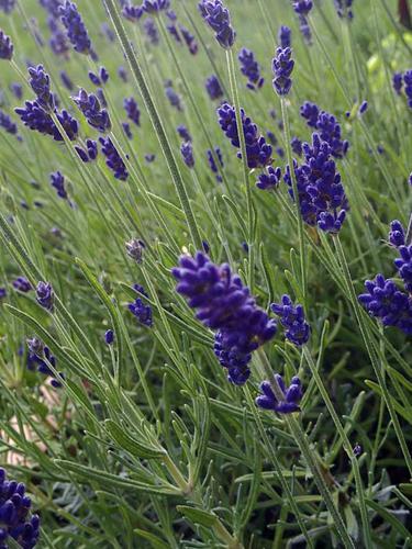 Name:  Lavender-blooms.jpg
Views: 120
Size:  48.3 KB