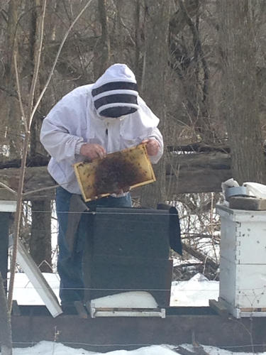 Name:  feb bees 1.jpg
Views: 94
Size:  35.4 KB