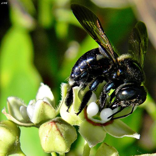 Name:  Southern_Carpenter_Bee_(Xylocopa_micans)_♀_(7995162522).jpg
Views: 71
Size:  44.3 KB