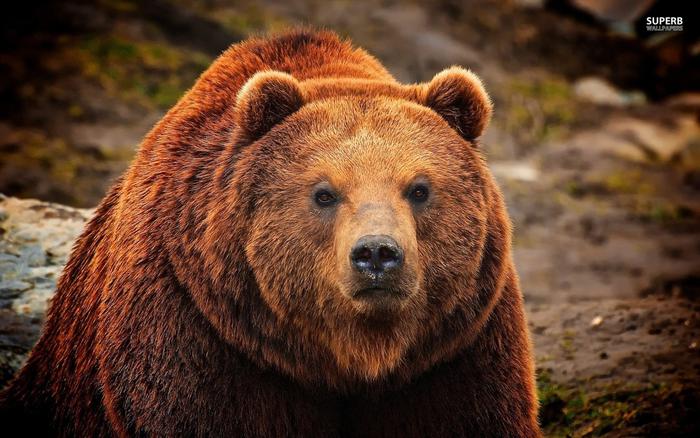 Name:  Grizzly-bear_Background_Pictures_animalplanethd.com_.jpg
Views: 134
Size:  59.8 KB