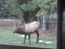 Name:  Elk Bull.jpg
Views: 260
Size:  13.4 KB