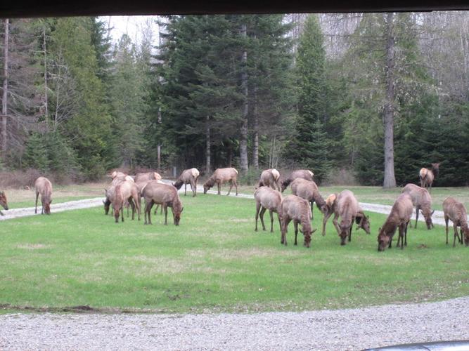 Name:  Elk in Yard.jpg
Views: 250
Size:  67.5 KB