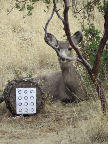 Name:  Deer and Target (4).jpg
Views: 175
Size:  47.1 KB