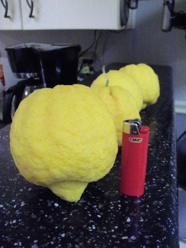 Name:  lemons 001.jpg
Views: 61
Size:  26.3 KB