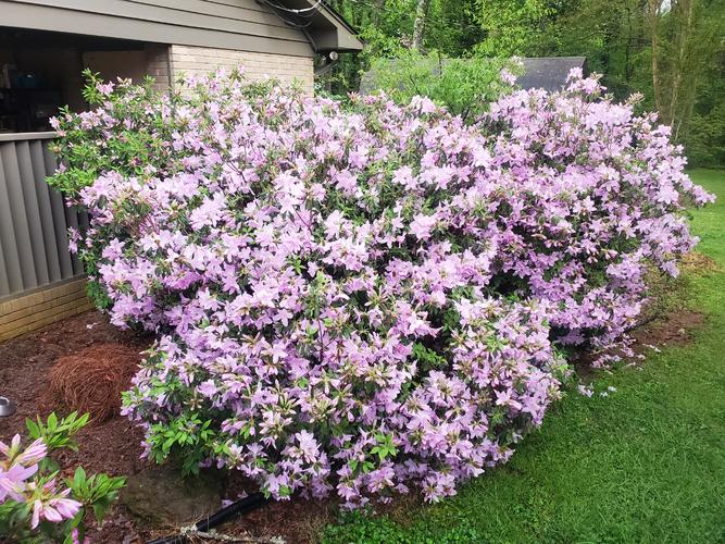 Name:  Azaleas Lavender Blooms.jpg
Views: 68
Size:  118.9 KB