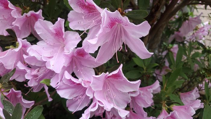 Name:  Azaleas Pink with Freckles.jpg
Views: 69
Size:  49.7 KB