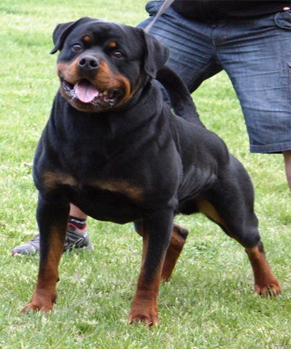Name:  rottweiler_muscles.jpg
Views: 128
Size:  89.4 KB