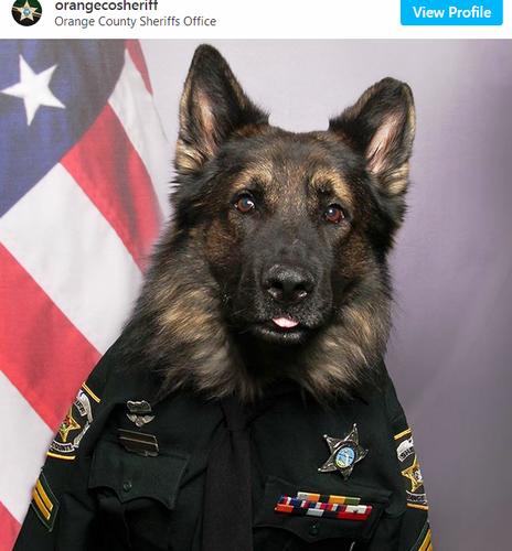 Name:  Police Dog.jpg
Views: 86
Size:  33.0 KB