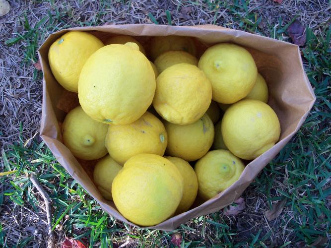 Name:  lemon tree 001.jpg
Views: 57
Size:  74.2 KB