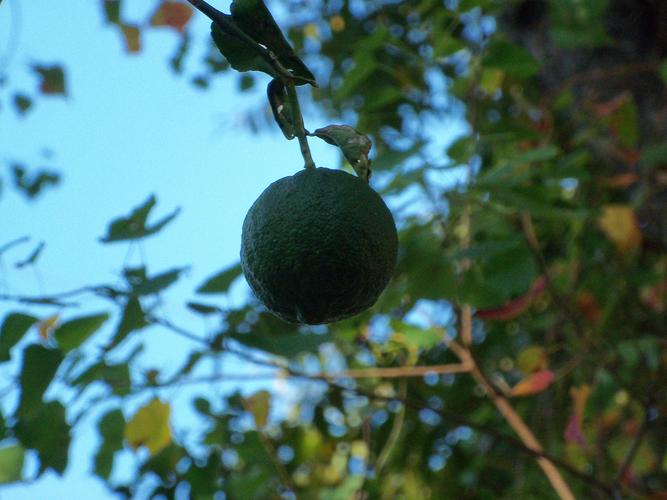 Name:  lemon tree 003.jpg
Views: 56
Size:  41.3 KB