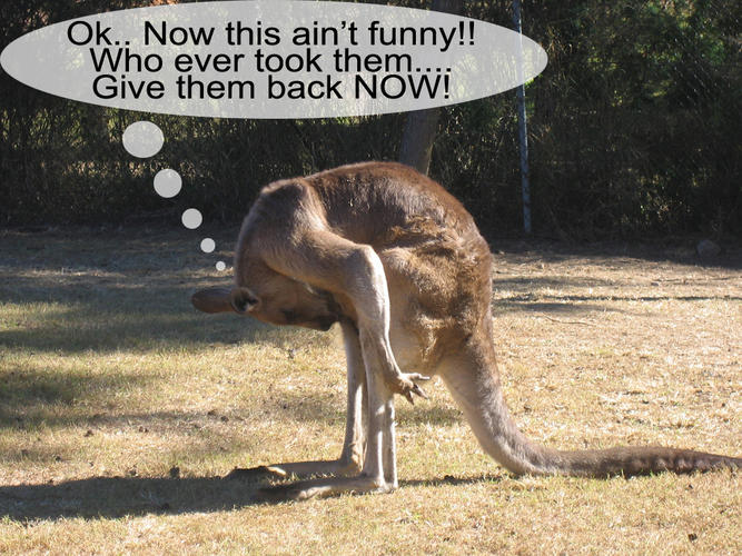 Koala and Kangaroo Felt Purses - NWF | Ranger Rick