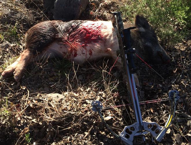 Name:  hog down2014.jpg
Views: 138
Size:  107.5 KB