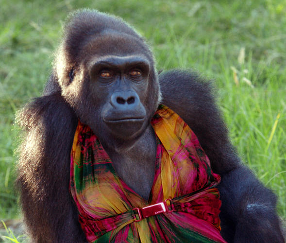 Name:  gorilla_in_a_multi_dress.jpg
Views: 119
Size:  59.0 KB