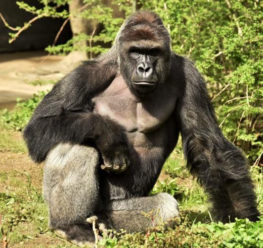 Name:  Gorilla full grown.jpg
Views: 127
Size:  67.9 KB