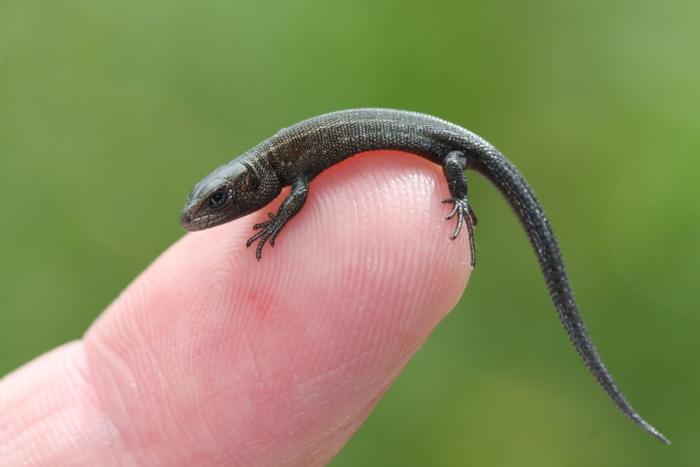 Name:  Black Baby Lizard.jpg
Views: 6049
Size:  24.3 KB