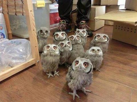 Name:  cute-baby-owls-herd.jpg
Views: 107
Size:  46.9 KB