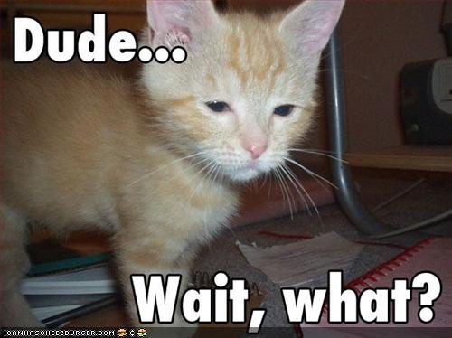 Name:  funny-pictures-kitten-is-confused.jpg
Views: 8321
Size:  29.8 KB