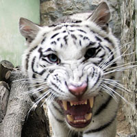 Name:  baby-bengel-tiger.jpg
Views: 422
Size:  60.1 KB