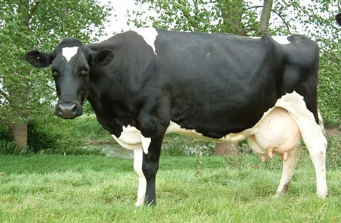 Name:  cow udder.jpg
Views: 141
Size:  79.7 KB