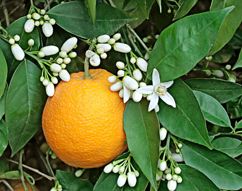 Name:  orange blossom.jpg
Views: 911
Size:  69.7 KB