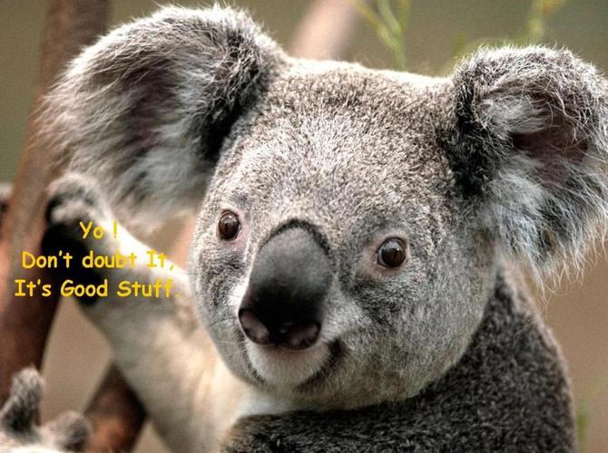 Name:  Eucalyptus Authority.jpg
Views: 206
Size:  66.4 KB