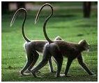 Name:  monkey tail.JPG
Views: 1425
Size:  13.1 KB