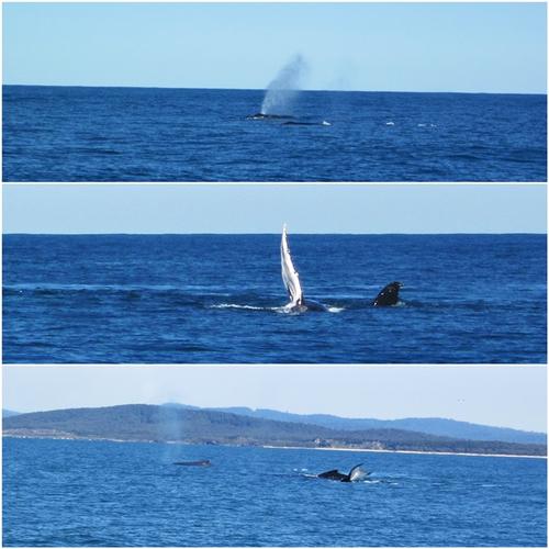 Name:  whales.jpg
Views: 362
Size:  35.9 KB