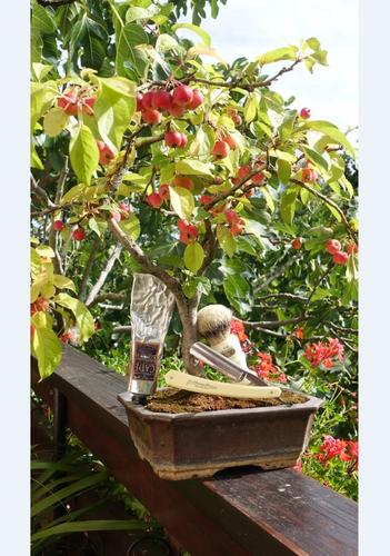 Name:  bonsai.jpg
Views: 161
Size:  44.4 KB