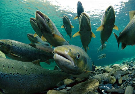 Name:  spawning-atlantic-salmon-738342-ga-1.jpg
Views: 259
Size:  36.0 KB