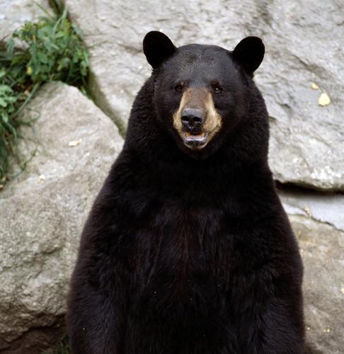 Name:  Bear-Grandfather-Mtn-Tim-Floyd-779608.jpg
Views: 283
Size:  34.9 KB