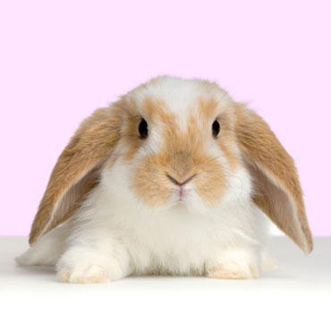 Name:  rabbit.jpg
Views: 220
Size:  14.8 KB