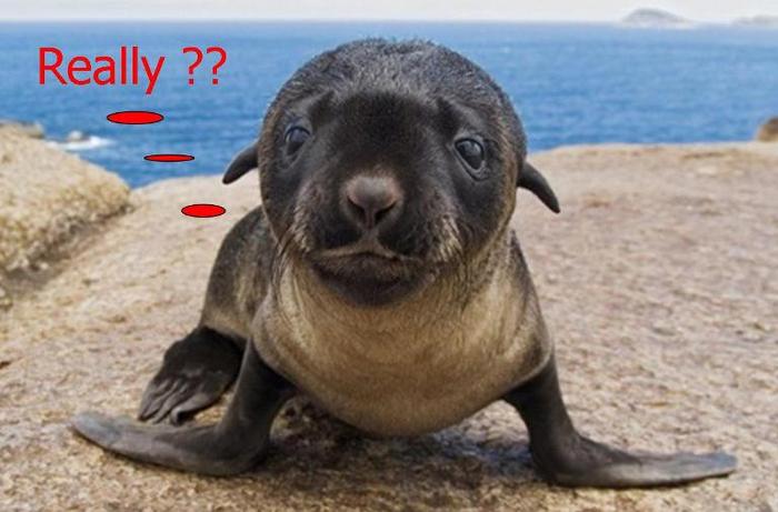 Name:  Baby Seal 1.jpg
Views: 601
Size:  44.9 KB