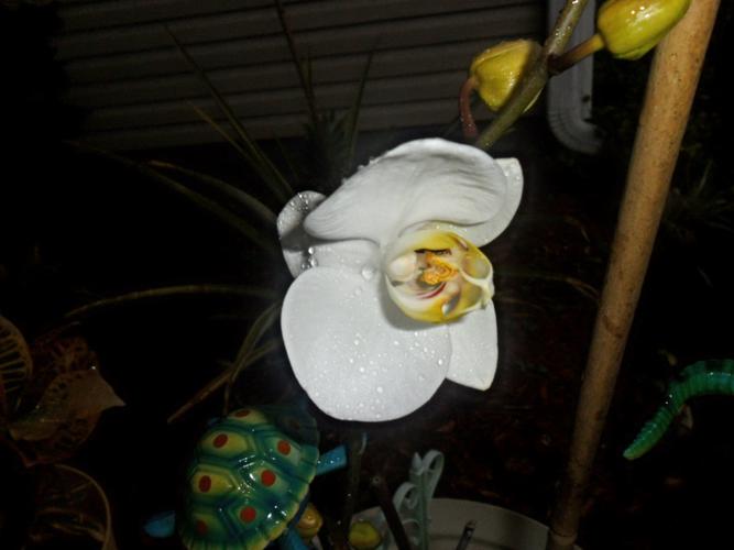 Name:  Orchid.jpg
Views: 154
Size:  28.3 KB