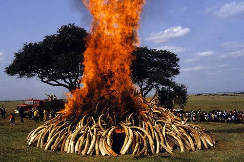 Name:  burning-ivory-stockpiles-in-kenya1.jpg
Views: 762
Size:  72.3 KB