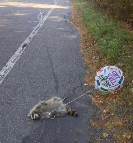 Name:  get-well-soon-road-kill-balloon.jpg
Views: 167
Size:  40.0 KB