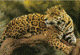 Jaguar's Avatar